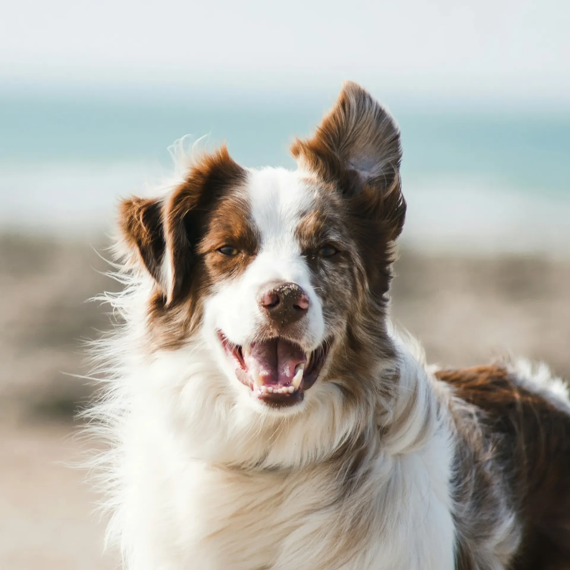 Mend Veterinary Rehabilitation Vet referrals